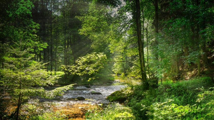 Ein Wald und ein Bach