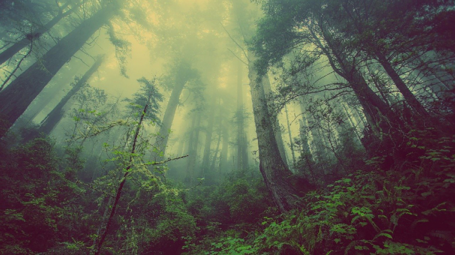 Der Wald
