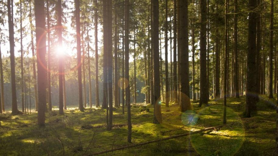 Nadelwald, viele gerade aufragende Baumstämme, das Licht die Sonne flutet von hinten durch das Bild, grüner, moosiger Boden 