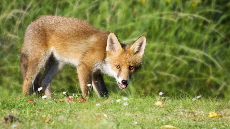 Ein Fuchs