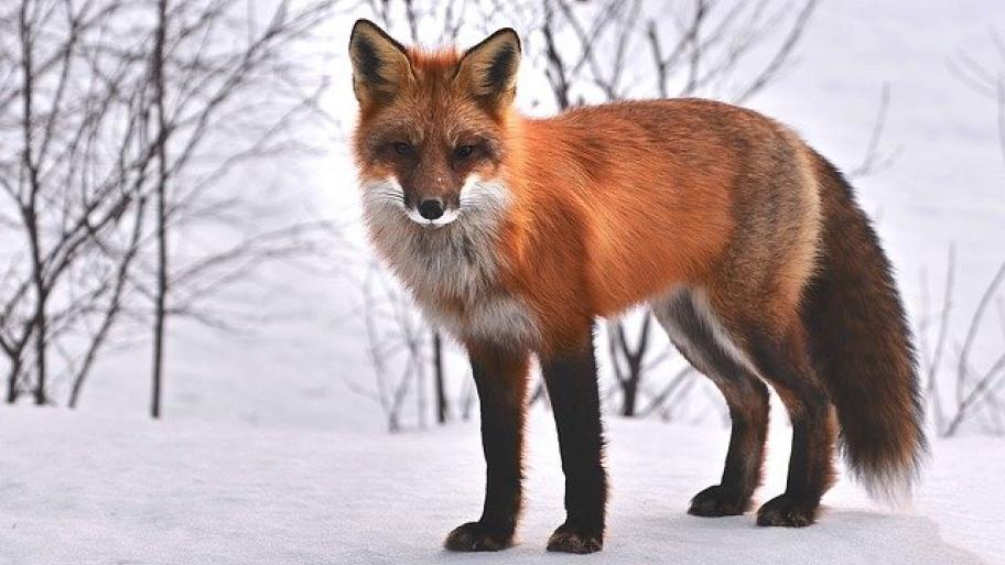 Fuchs