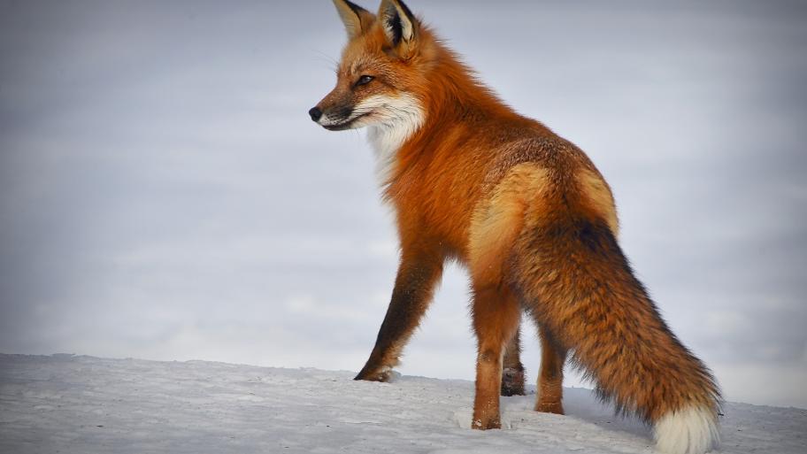 Ein Fuchs läuft durch den Schnee. 