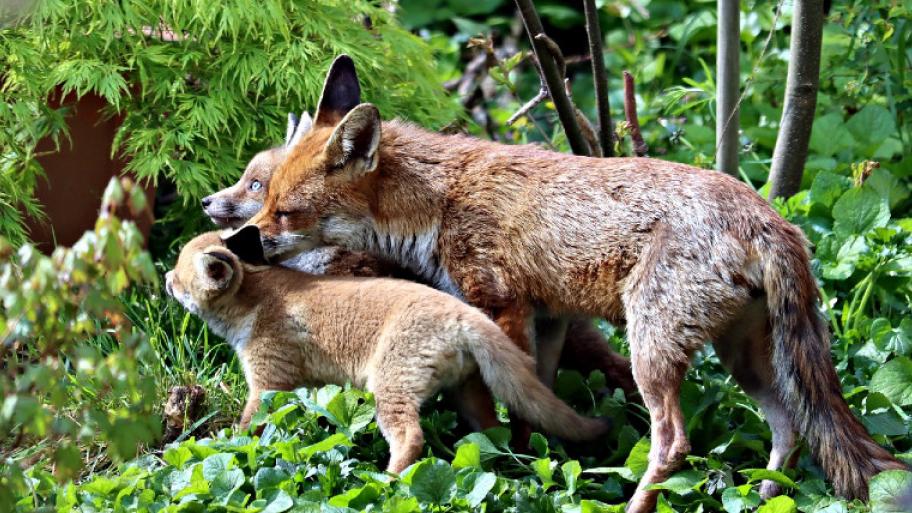 Fuchs mit Jungen