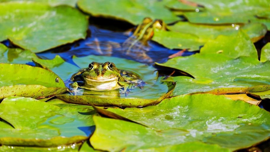 Frosch