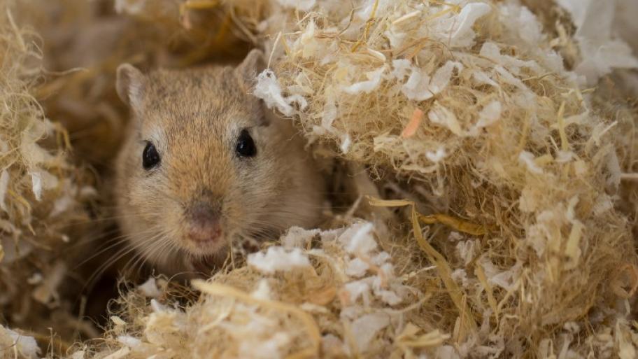eine hellbraune Wüstenrennmaus schaut aus einem Berg Streu heraus