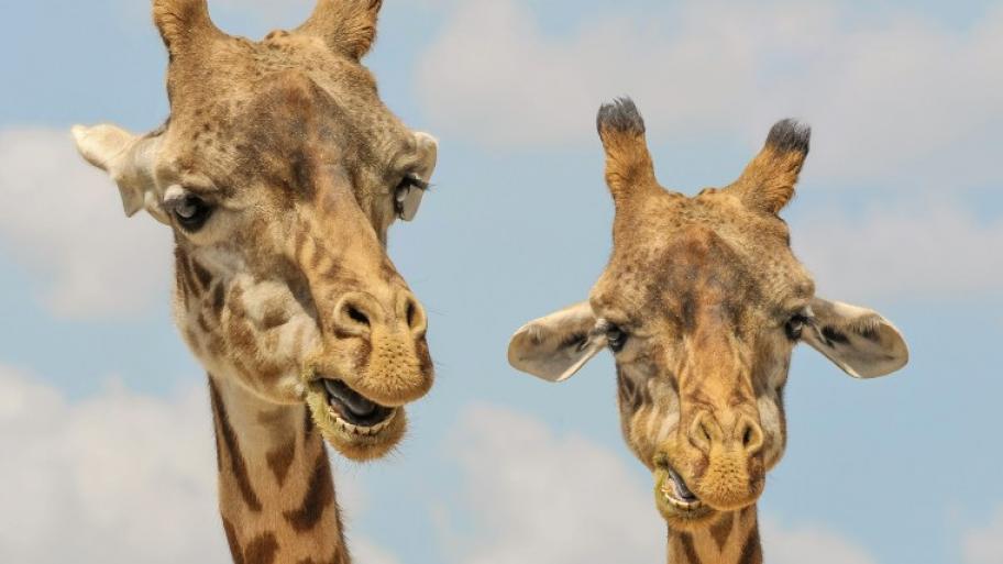 die Köpfe zweier Giraffen, die frontal in die Kamera schauen, im Hintergrund blauer Himmel und Wolken