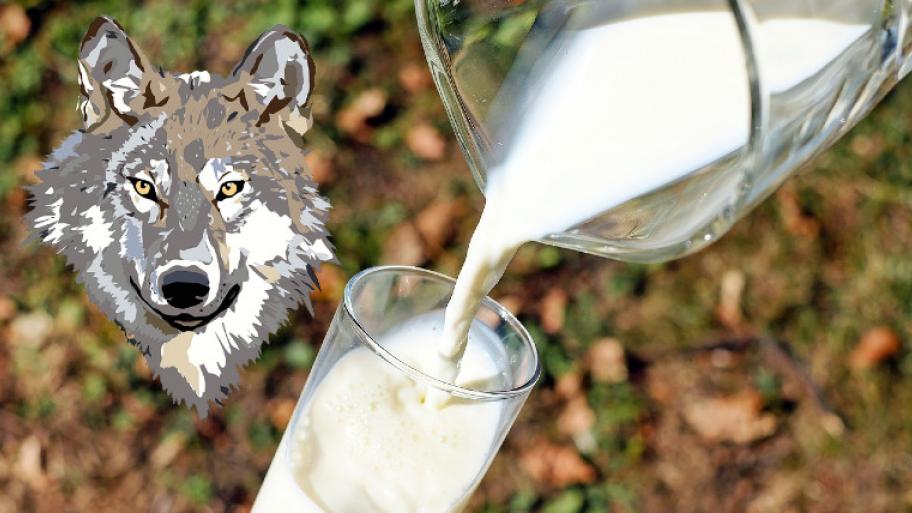 Collage: ein Glas Milch und ein Wolfskopf