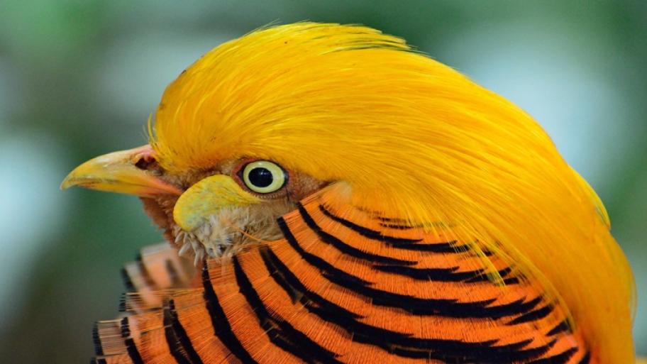 Ein goldener Fasan ist zu sehen. Er hat einen gelben Schnabel und orange schwarze Streifen auf dem Gefieder. Sein Kopf ist gold gelb. 