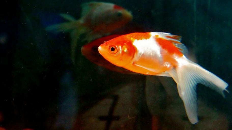 Ein Goldfisch