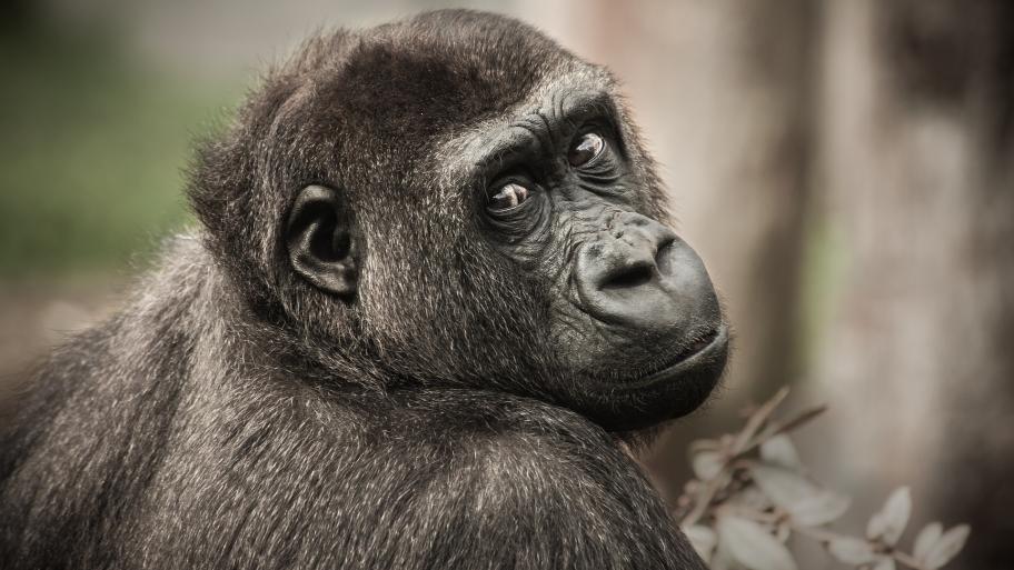 Ein Gorilla schaut über seine Schulter in die Kamera. 