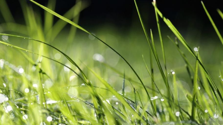 Ein Foto von Gras.