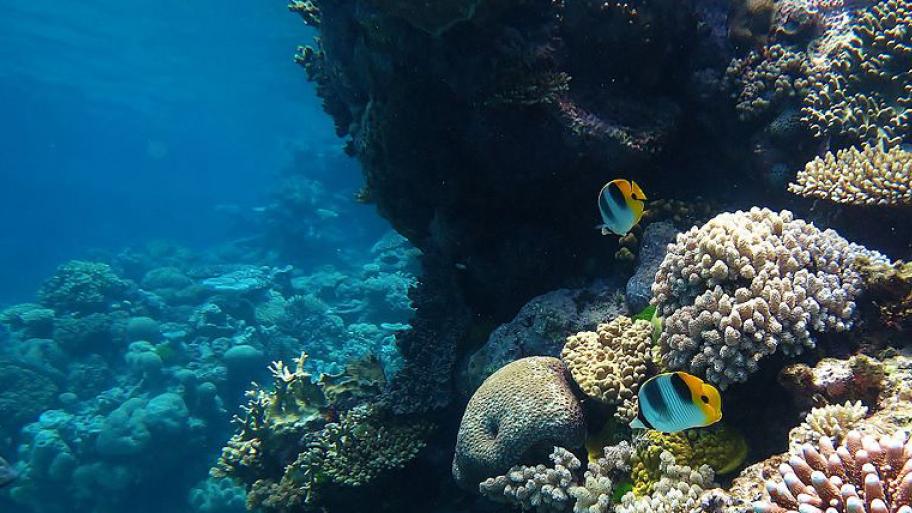 Korallen und zwei Fische im Great Barrier Rief