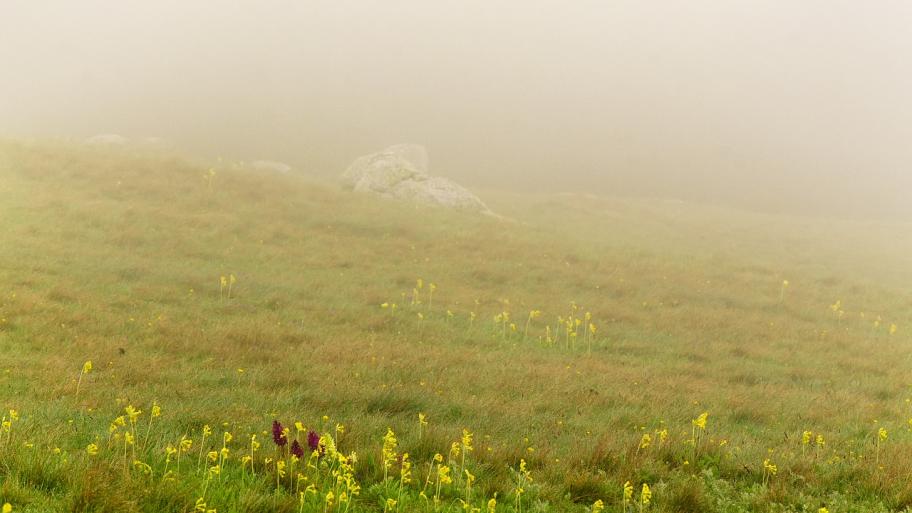 Nebel auf einem Hügel