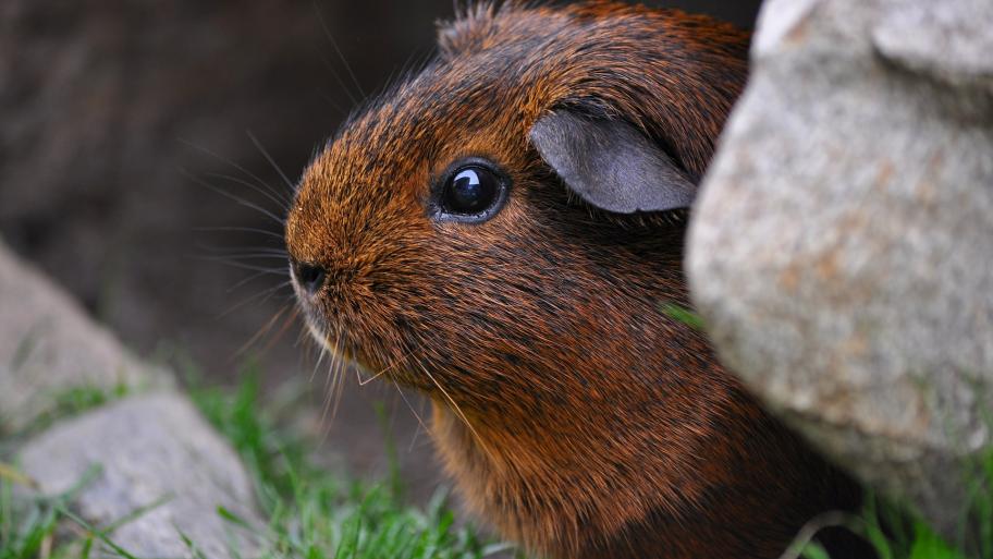 Ein Meerschweinchen schaut hinter einem Stein hervor. 