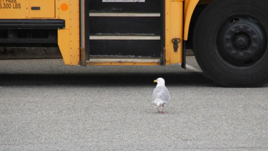 eine silber-weiße Möwe steht auf der Straße, im Hintergrund ein gelber Schulbus mit geöffneter Tür