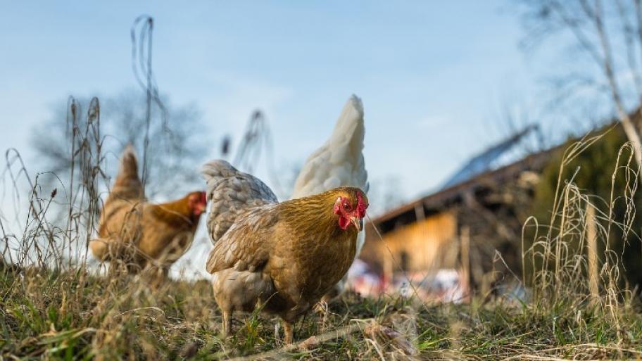 Ein braunes Huhn auf einer Wiese. Dahinter ist noch ein braunes und ein weißes Huhn.