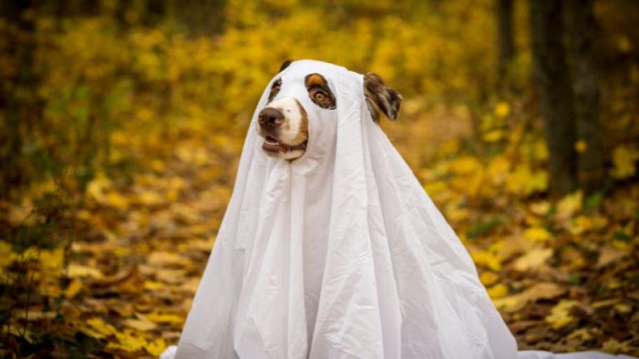 Halloween Hund