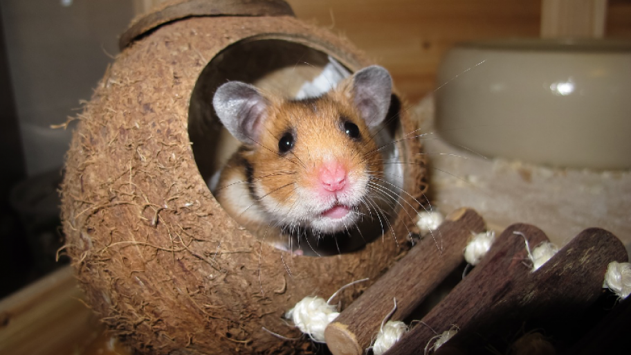 Hamster
