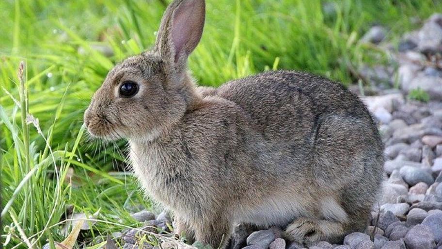 Hase