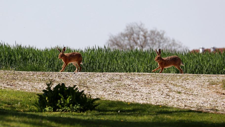 Hasen hoppeln Feldweg entlang