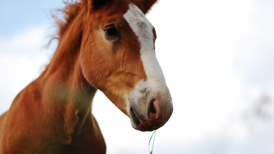 Pferd