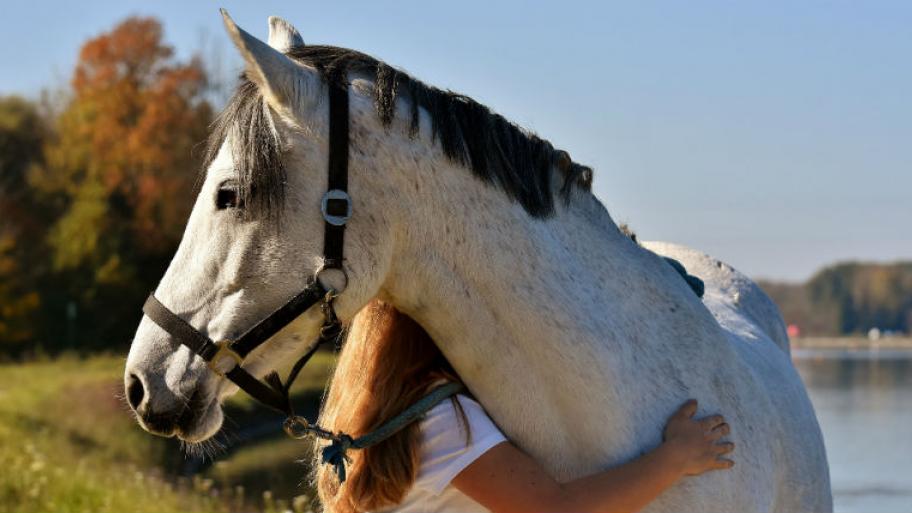 Ein Mädchen umarmt den Hals eines weißes Pferdes. 