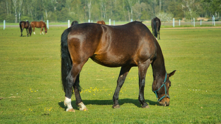 Pferde