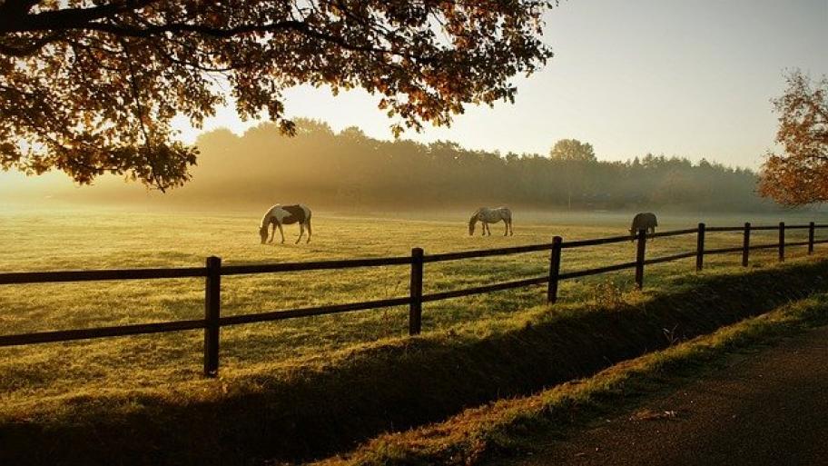 Pferdeweide