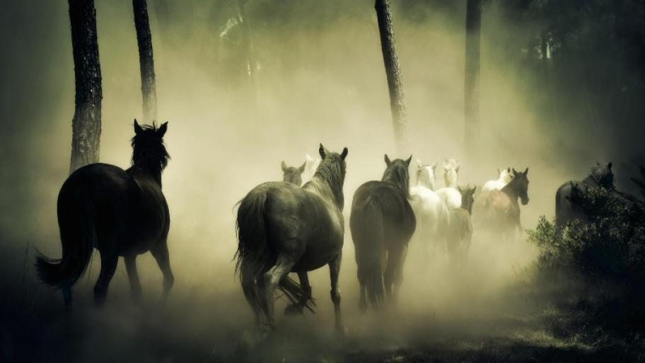 eine Herde wilder Pferde von hinten, die Herde galoppiert durch einen Wald, links und rechts Baumschatten