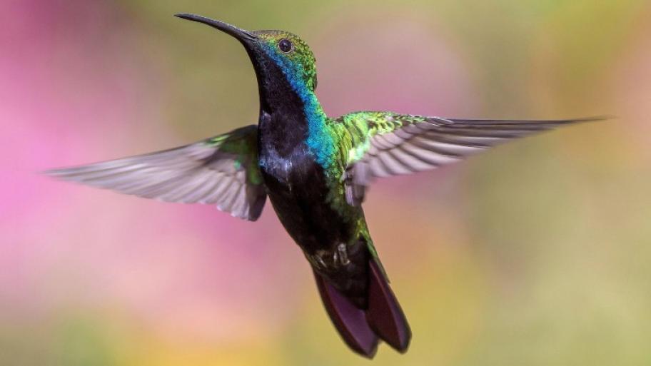 ein Kolibri von vorne im Flug mit ausgebreiteten Flügeln und bunt schillerndem Gefieder