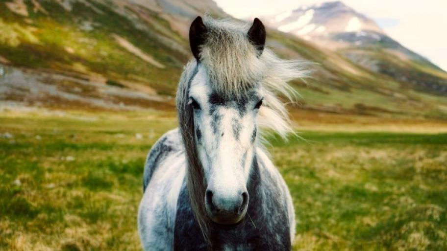ein grau-geschecktes Island-Pony mit wehender, heller Mähne schaut frontal in die Kamera, im Hintergrund grüne Wiesen und graue Berge 