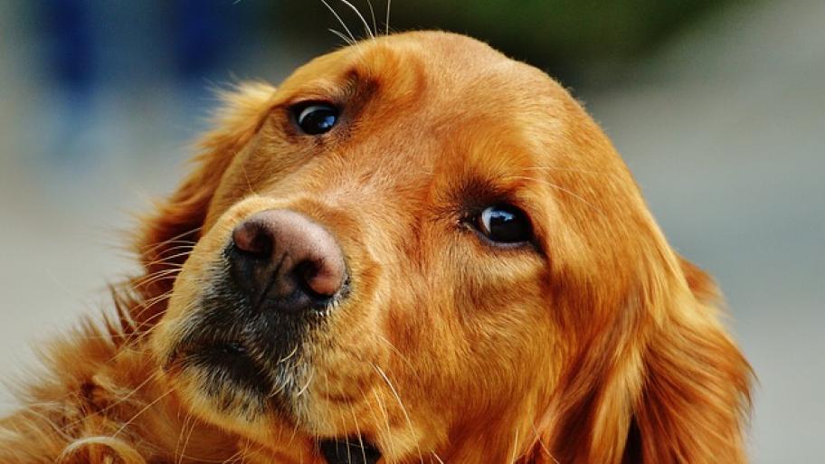 Hund