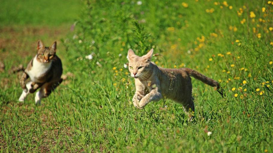 Zwei jagende Katzen rennen und springen über eine Wiese mit hoch gewachsenem Gras