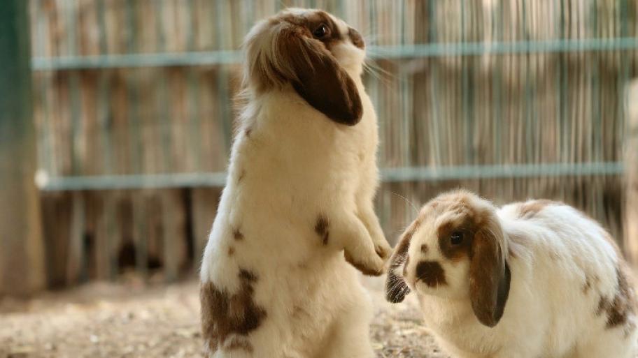 zwei braun, weiß gefleckte Kaninchen in einem großen hellen Käfig, das linke Kaninchen steht auf den Hinterbeinen und schnuppert durch die Luft, während das rechte nach vorne blickt.