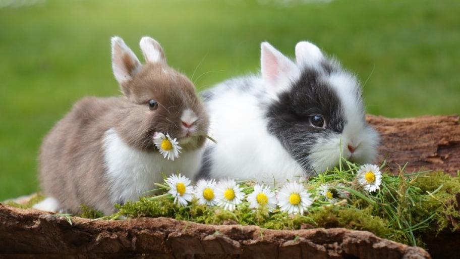 Zwei Kaninchen; links: braun, weißer Bauch, Gänseblümchen im Mund; rechts: weiß, schwarz um's Auge; 