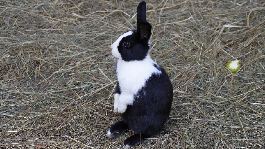 Kaninchen mit schwarz-weißer Fellfarbe, aufrechter SItz auf den Hinterbeinen