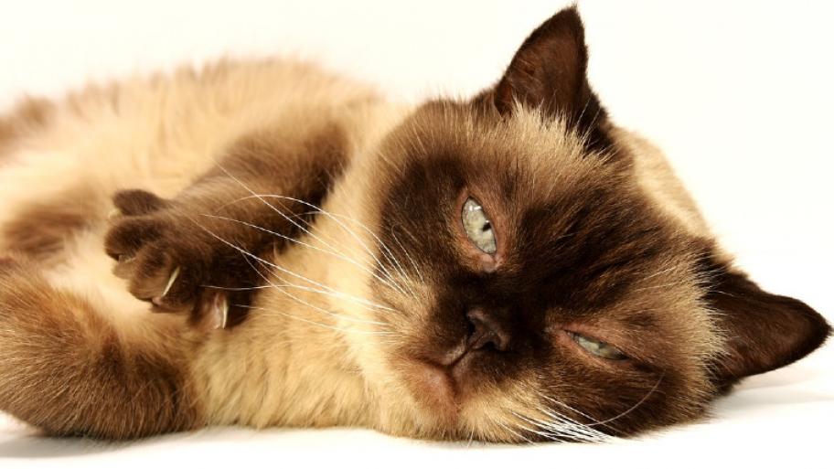 EIne braune Katze liegt auf der Seite und schaut mit einem bösen Blick in die Kamera. Ihre vordere rechte Tatze ist leicht erhoben, sodass man ihr Krallen sieht.