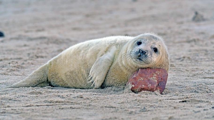 eine grau-weiße Kegelrobbe hat ihren Kopf seitlich auf einen roten Stein gelegt. Die liegt am Strand.