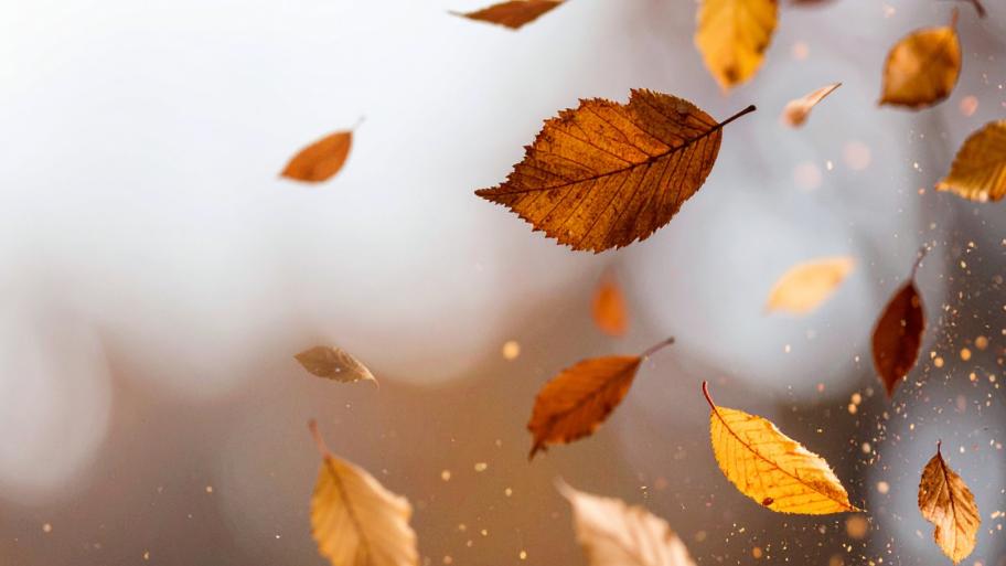herbst