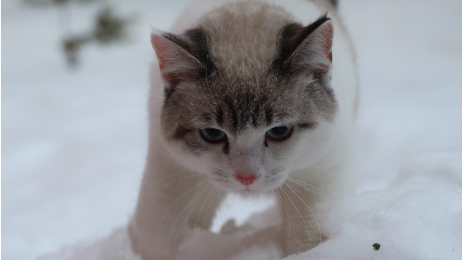Katze im Schnee