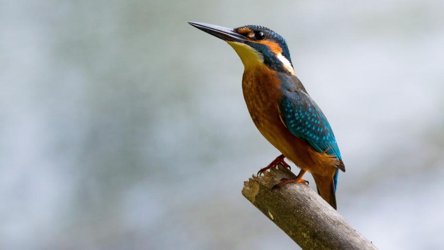 ein Eisvogel  auf einem Ast