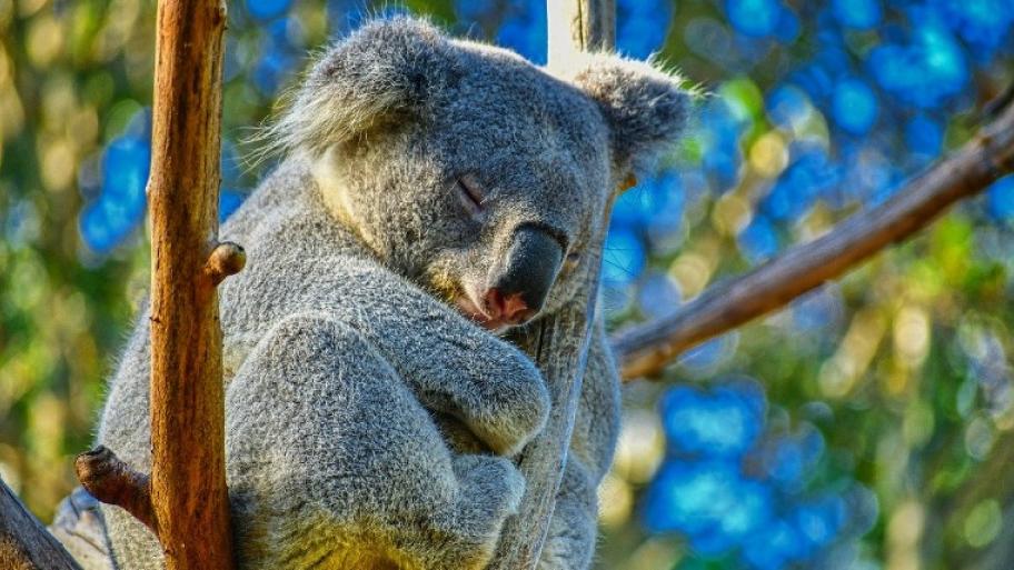 Ein im Baum schlafender Koala