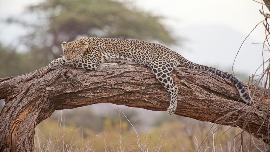 Foto von einem Leoparden, der auf einem Baumstamm liegt.
