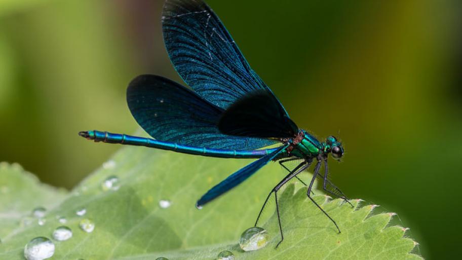 Nahaufnahmen: Eine blaue Libelle sitze auf einem Blatt