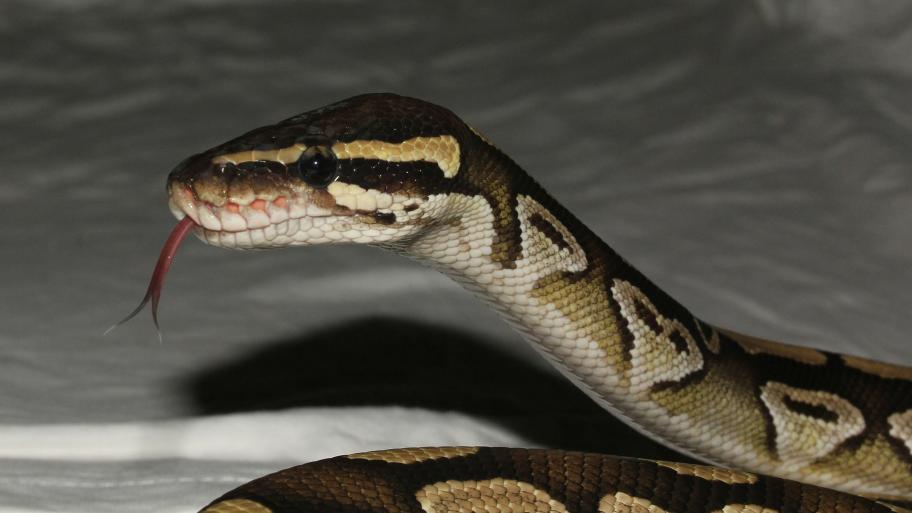 Kopf einer Python