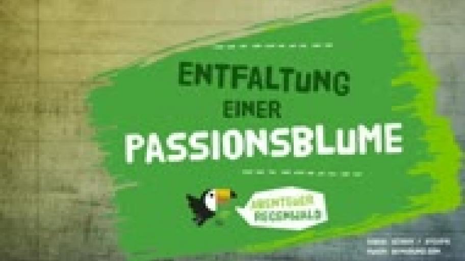 Entfaltung einer Passionsblume