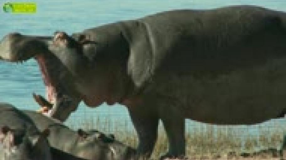 Die stärksten Tiere