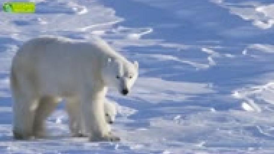 Tiere in der Arktis