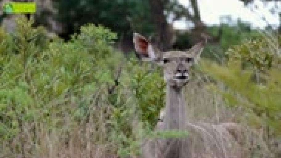 Vielfraße und Hungerkünstler im Tierreich