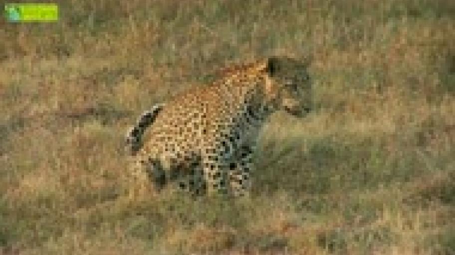 Wie tarnen sich Tiere?